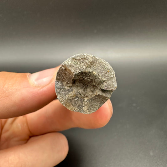 Belemnite (Fossil Squid) shell fossil - Whitby, North Yorkshire Jurassic Coast Yorkshire Fossils