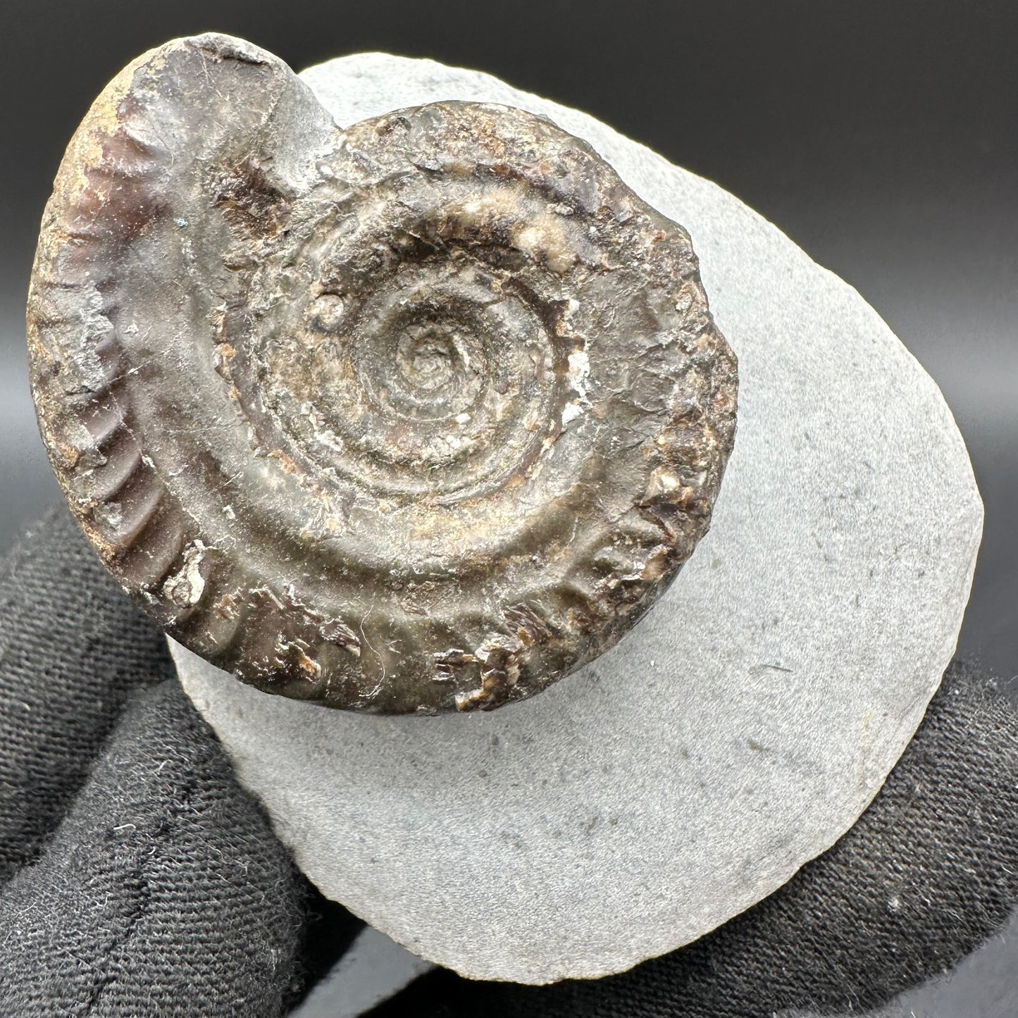 Hildoceras Bifrons Ammonite fossil with box and stand - Whitby, North Yorkshire Jurassic Coast, Yorkshire Fossils from the Jurassic Coast