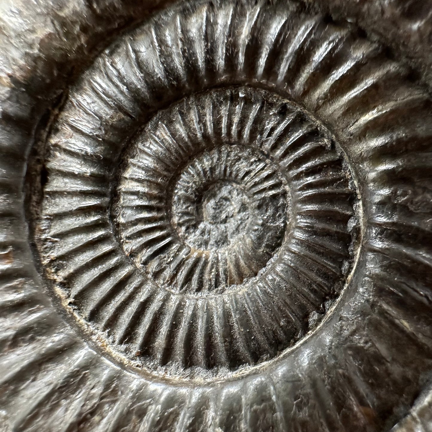 Dactylioceras Ammonite Fossil With box and Stand - Whitby, North Yorkshire Jurassic Coast Yorkshire Fossils