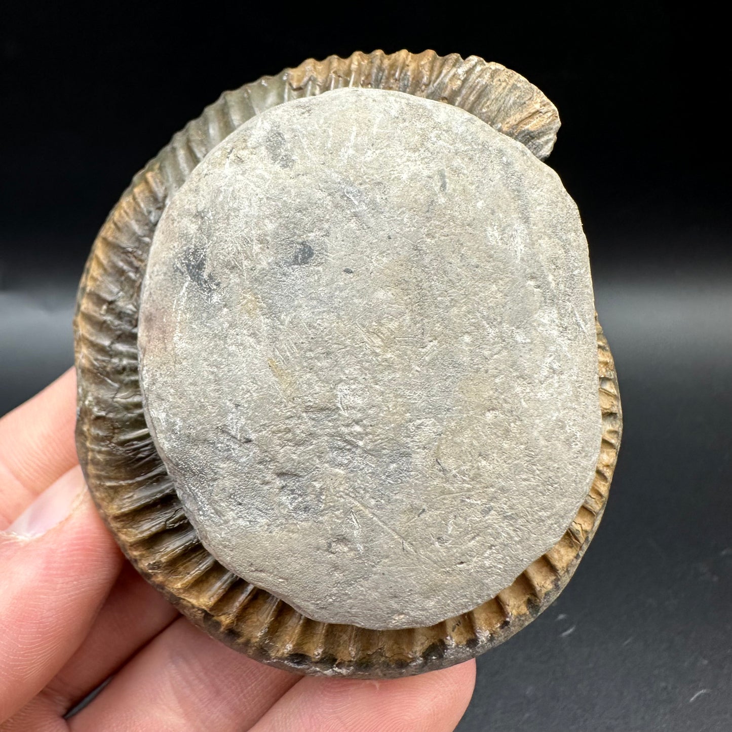 Dactylioceras Ammonite Fossil With Box And Stand - Whitby, North Yorkshire Jurassic Coast Yorkshire Fossils