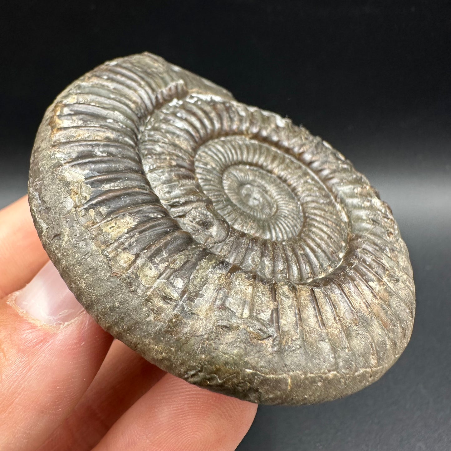 Snakestone Ammonite Fossil With Bag/Box And Stand - Whitby, North Yorkshire Jurassic Coast Yorkshire Fossils