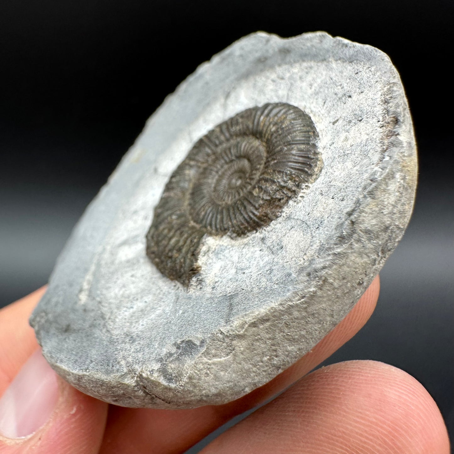 Dactylioceras Ammonite Fossil With Box And Stand - Whitby, North Yorkshire Jurassic Coast Yorkshire Fossils