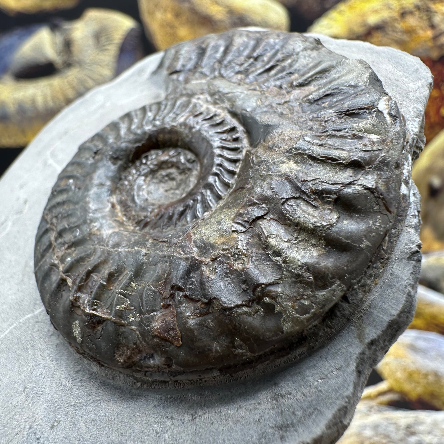 Hildoceras lusitanicum ammonite fossil - Whitby, North Yorkshire, Jurassic Coast, Yorkshire Fossils