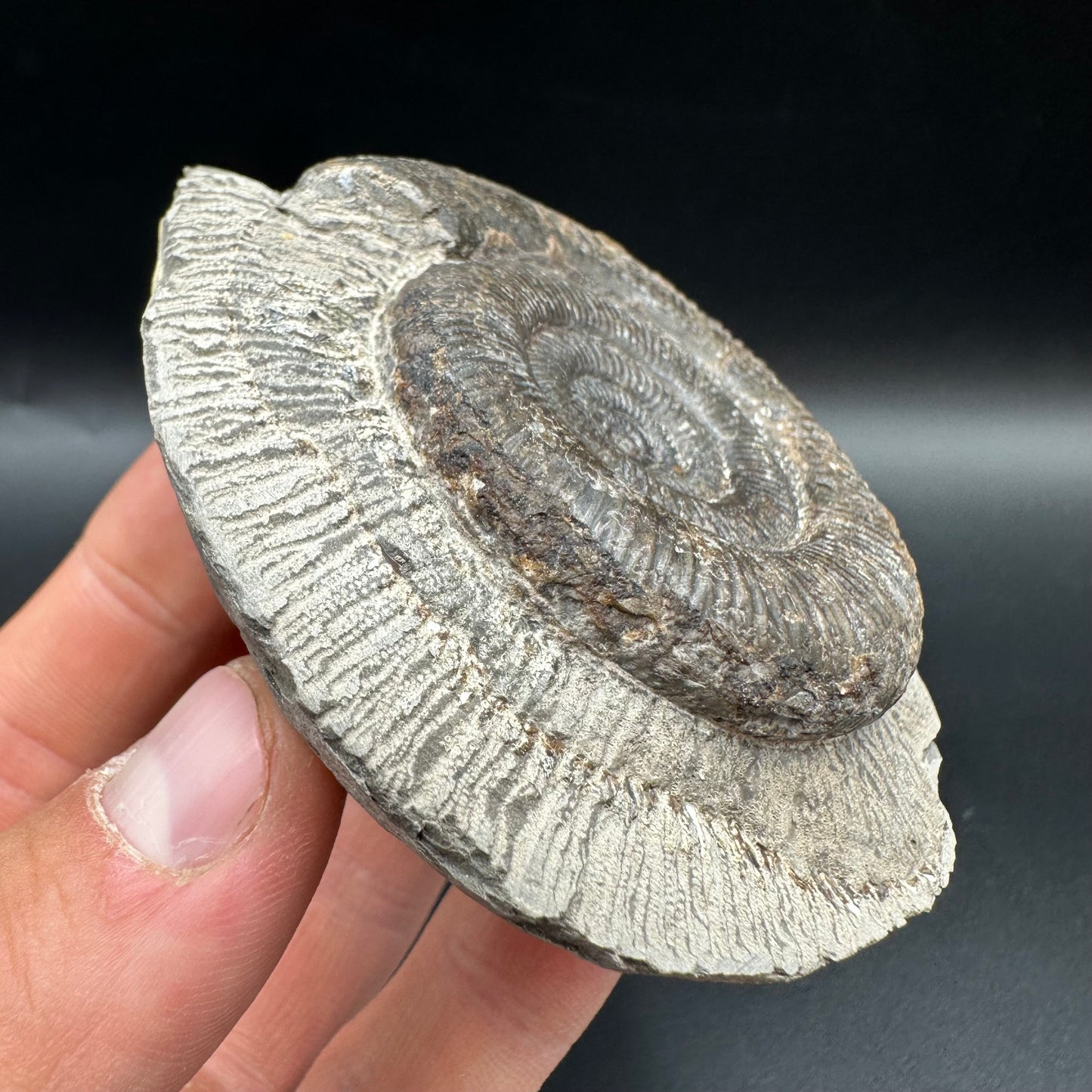 Dactylioceras tenuicostatum Ammonite fossil with box and stand - Whitby, North Yorkshire Jurassic Coast