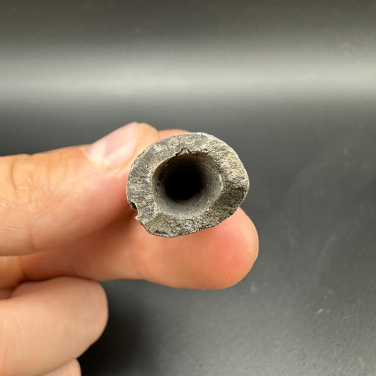 Belemnite (Fossil Squid) shell fossil - Whitby, North Yorkshire Jurassic Coast Yorkshire Fossils