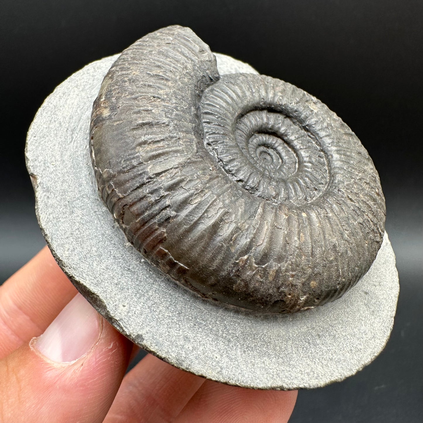 Dactylioceras semicelatum Ammonite fossil with box and stand - Whitby, North Yorkshire Jurassic Coast Yorkshire Fossils