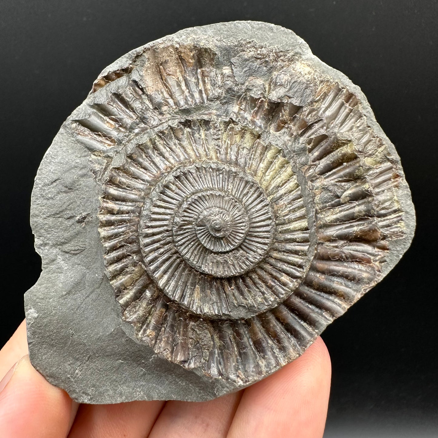 Dactylioceras Ammonite nodule (split pair) Fossil With Box And Stand - Whitby, North Yorkshire Jurassic Coast Yorkshire Fossils