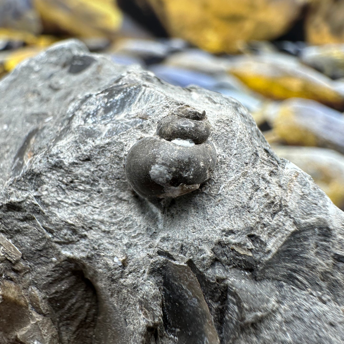 Amaltheus subnodosus ammonite fossil - Whitby, North Yorkshire