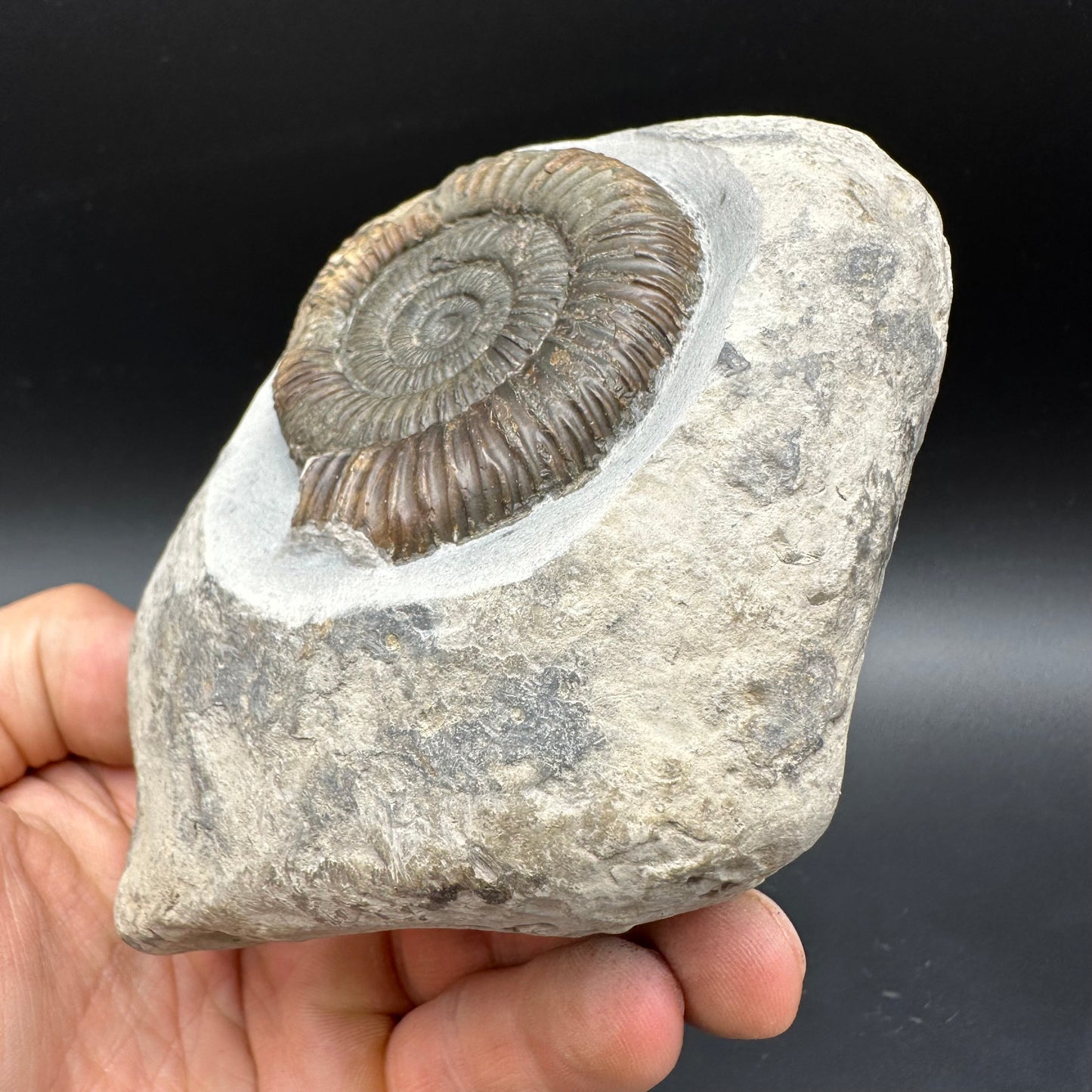 Dactylioceras Ammonite Fossil With box and Stand - Whitby, North Yorkshire Jurassic Coast Yorkshire Fossils