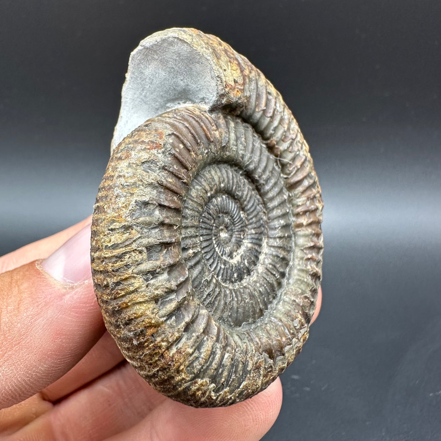 Dactylioceras Ammonite Fossil With Box And Stand - Whitby, North Yorkshire Jurassic Coast Yorkshire Fossils