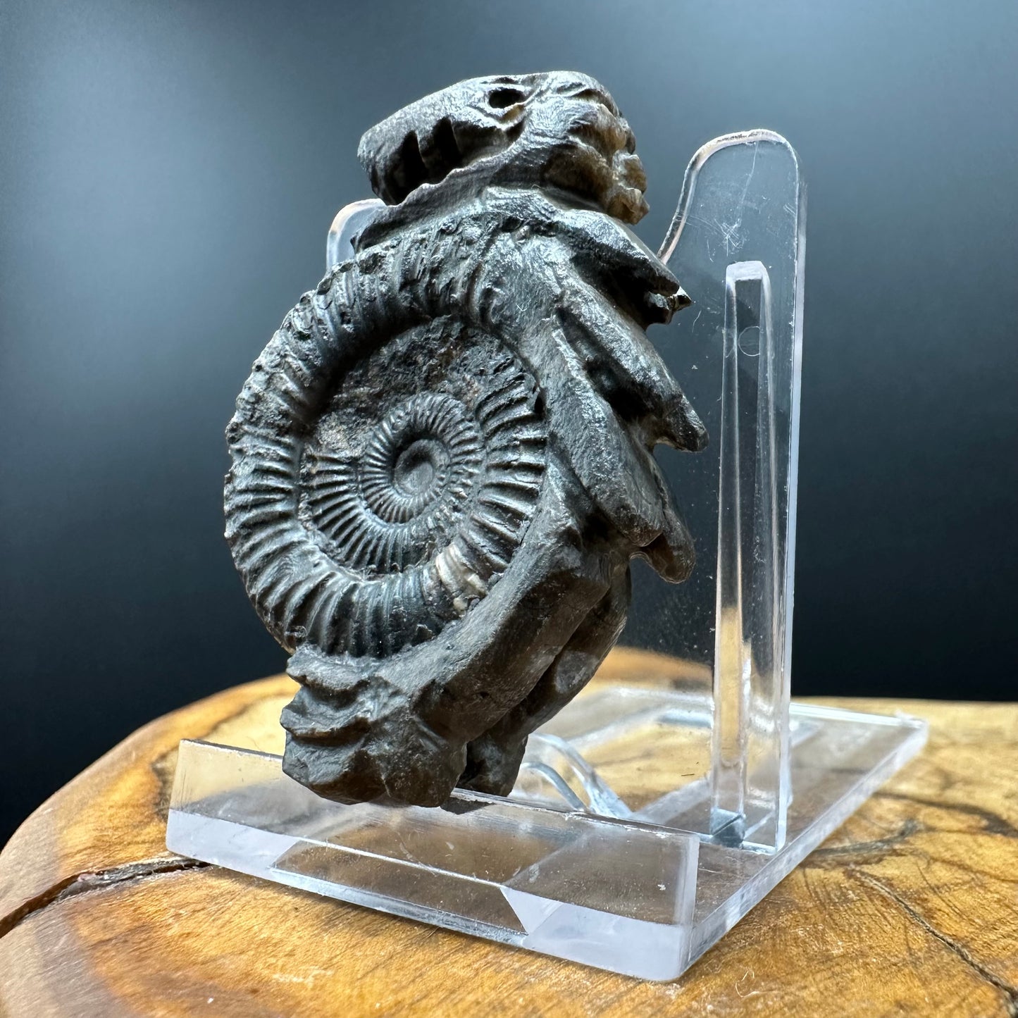 Snakestone Ammonite Fossil With Bag/Box And Stand - Whitby, North Yorkshire Jurassic Coast Yorkshire Fossils