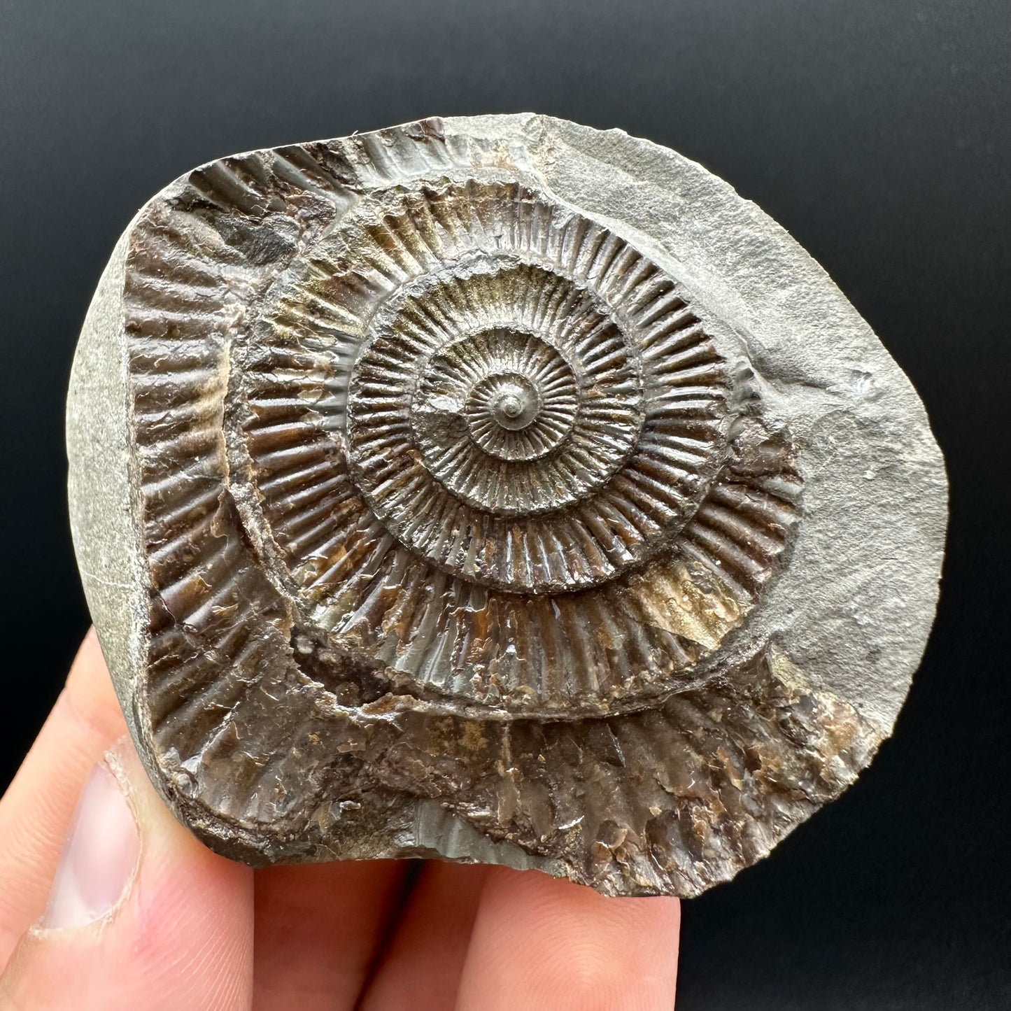 Dactylioceras Ammonite nodule (split pair) Fossil With Box And Stand - Whitby, North Yorkshire Jurassic Coast Yorkshire Fossils