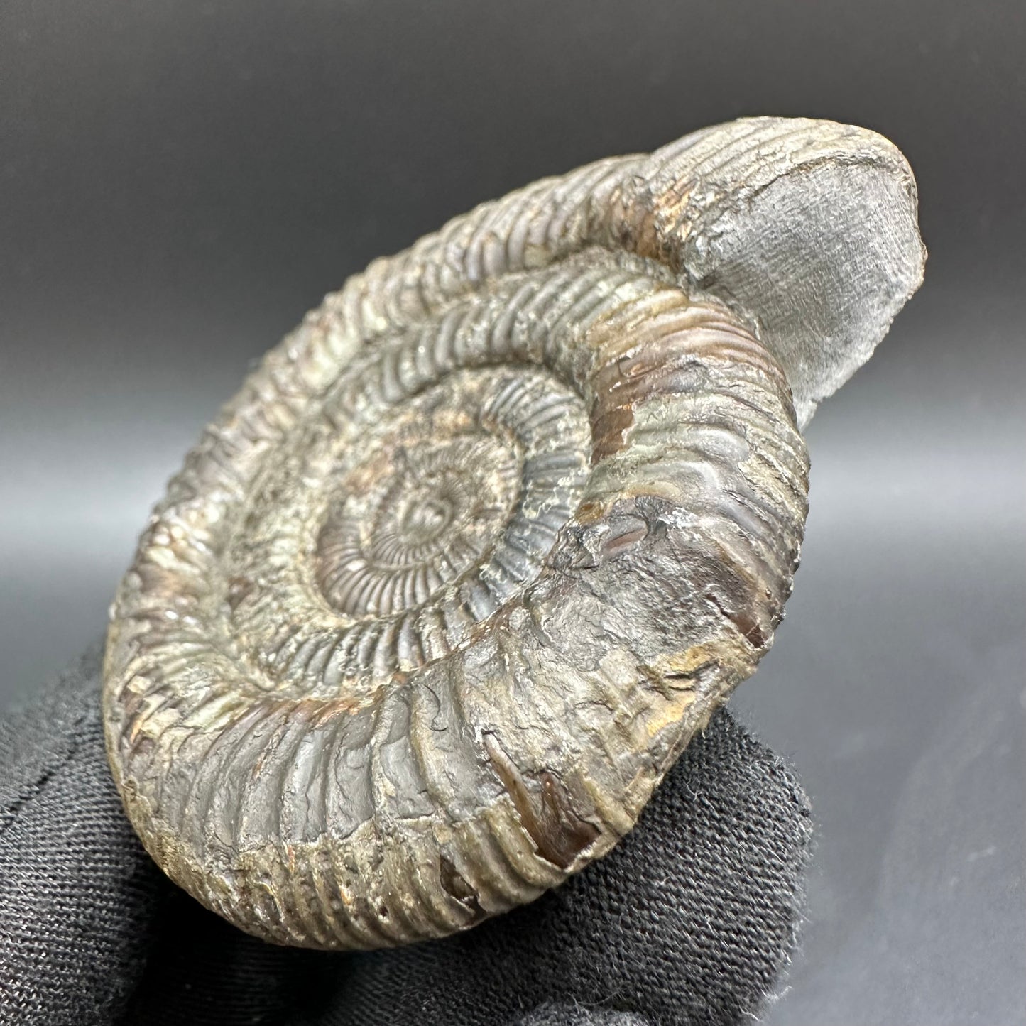Dactylioceras Ammonite Fossil With Box And Stand - Whitby, North Yorkshire Jurassic Coast Yorkshire Fossils