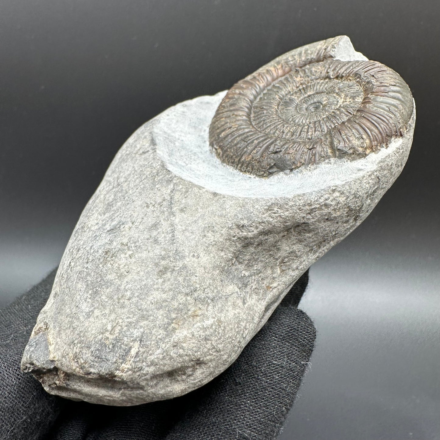 Dactylioceras Ammonite Fossil With Box And Stand - Whitby, North Yorkshire Jurassic Coast Yorkshire Fossils