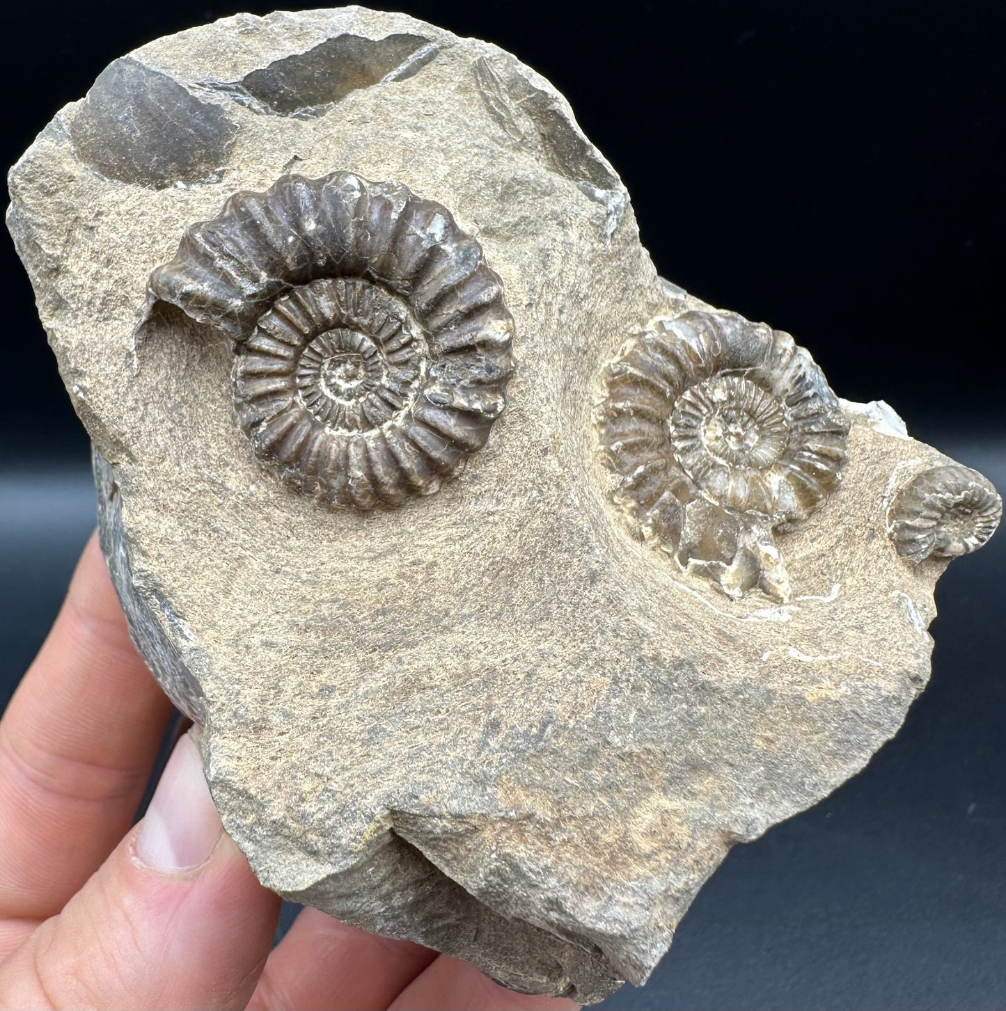 Androgynoceras capricornus Ammonite fossil with box and stand - Whitby, North Yorkshire Jurassic Coast Yorkshire Fossils
