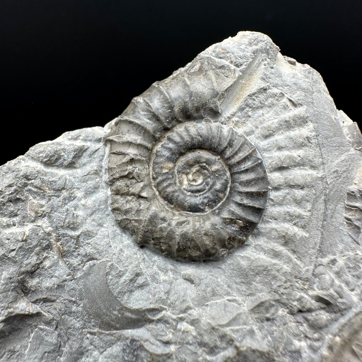 Arnioceras ammonite shell fossil with box and stand - Whitby, North Yorkshire Jurassic Coast Yorkshire Fossils