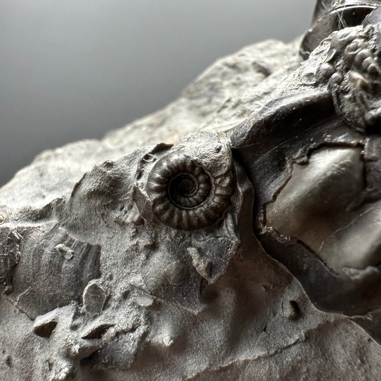 Gagaticeras Ammonite fossil with box and stand - Whitby, North Yorkshire Jurassic Coast Yorkshire Fossils