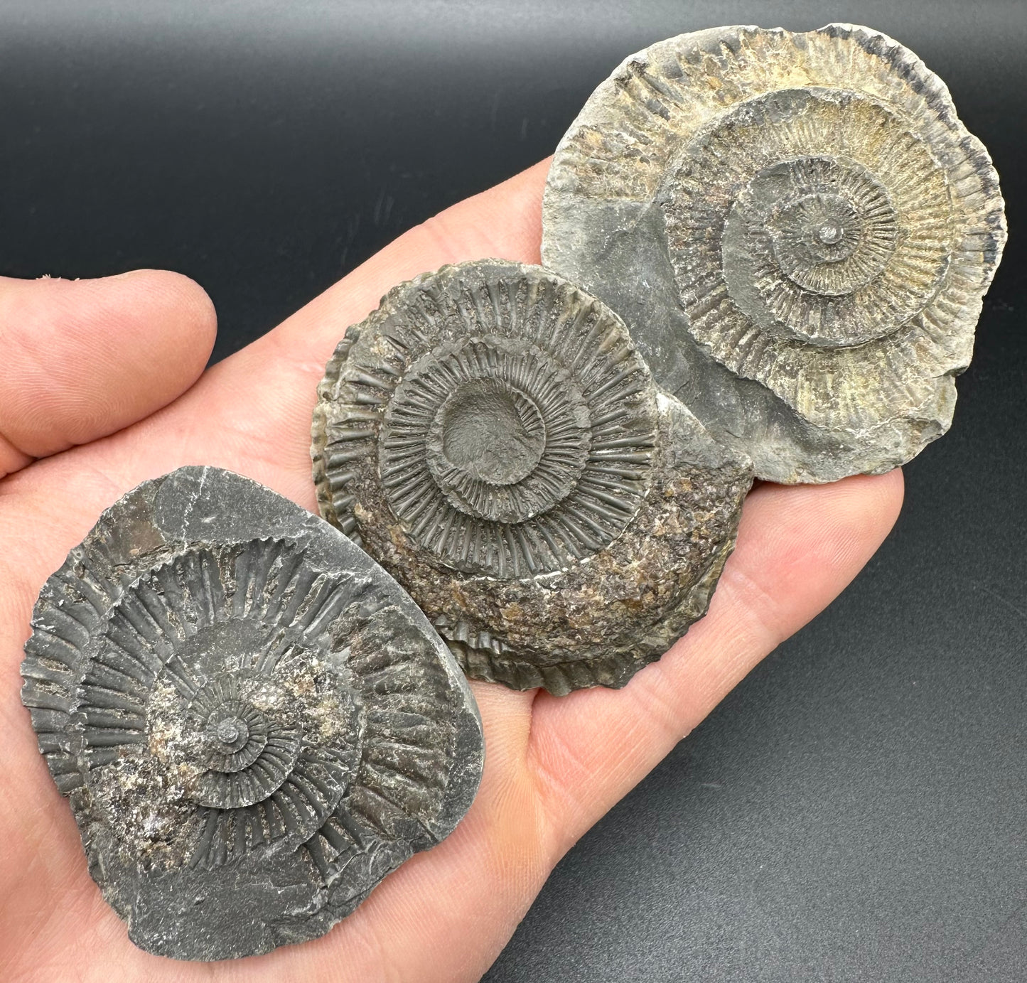 Dactylioceras imprint (negative) bundle ammonite shell fossil with box - Whitby, North Yorkshire, Yorkshire Fossils