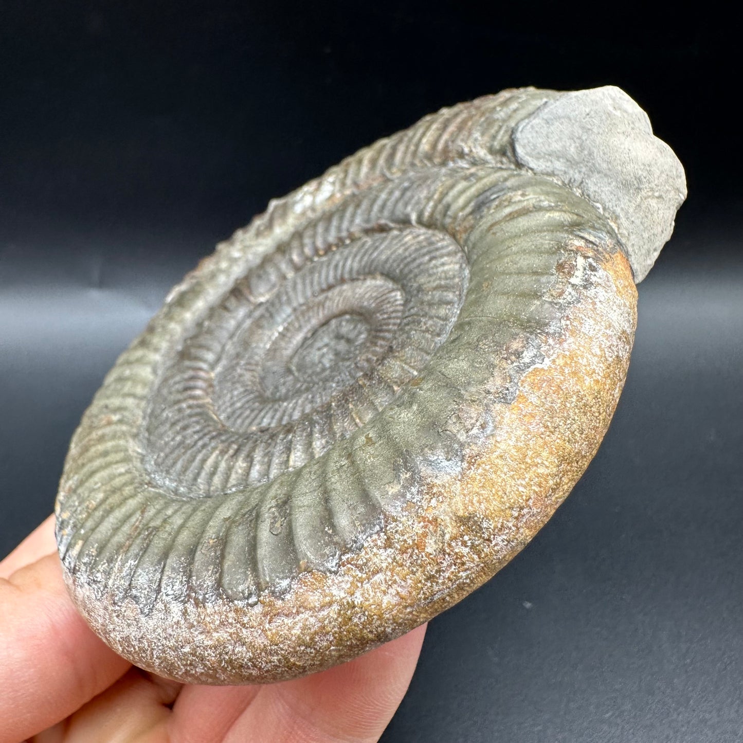 Dactylioceras Ammonite Fossil With Box And Stand - Whitby, North Yorkshire Jurassic Coast Yorkshire Fossils