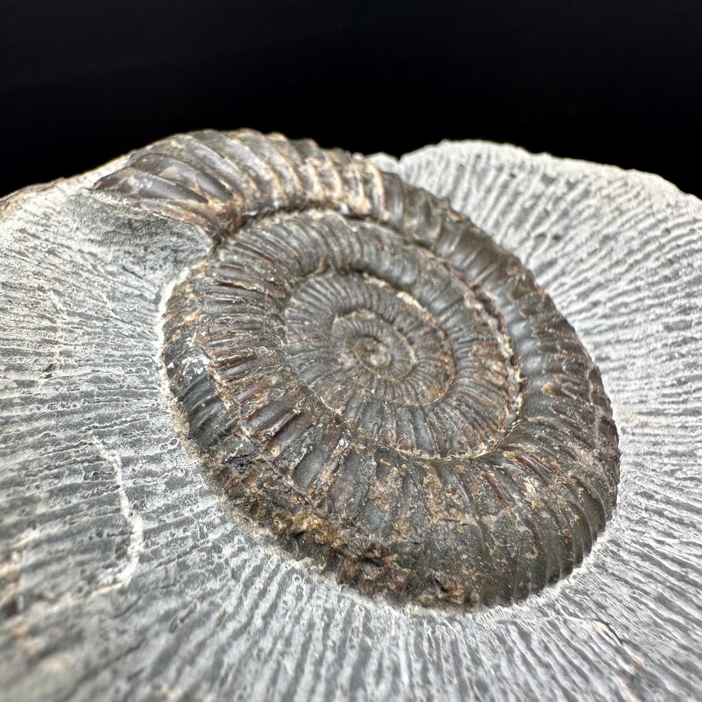 Dactylioceras Ammonite Fossil With box and Stand - Whitby, North Yorkshire Jurassic Coast Yorkshire Fossils