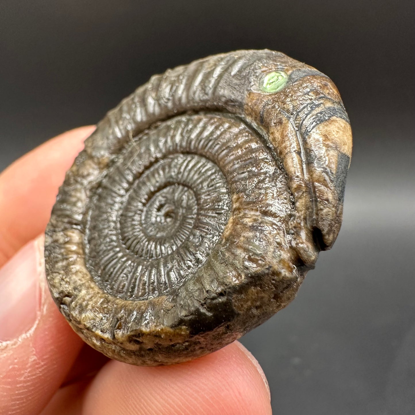 Snakestone Ammonite Fossil With Bag/Box And Stand - Whitby, North Yorkshire Jurassic Coast Yorkshire Fossils
