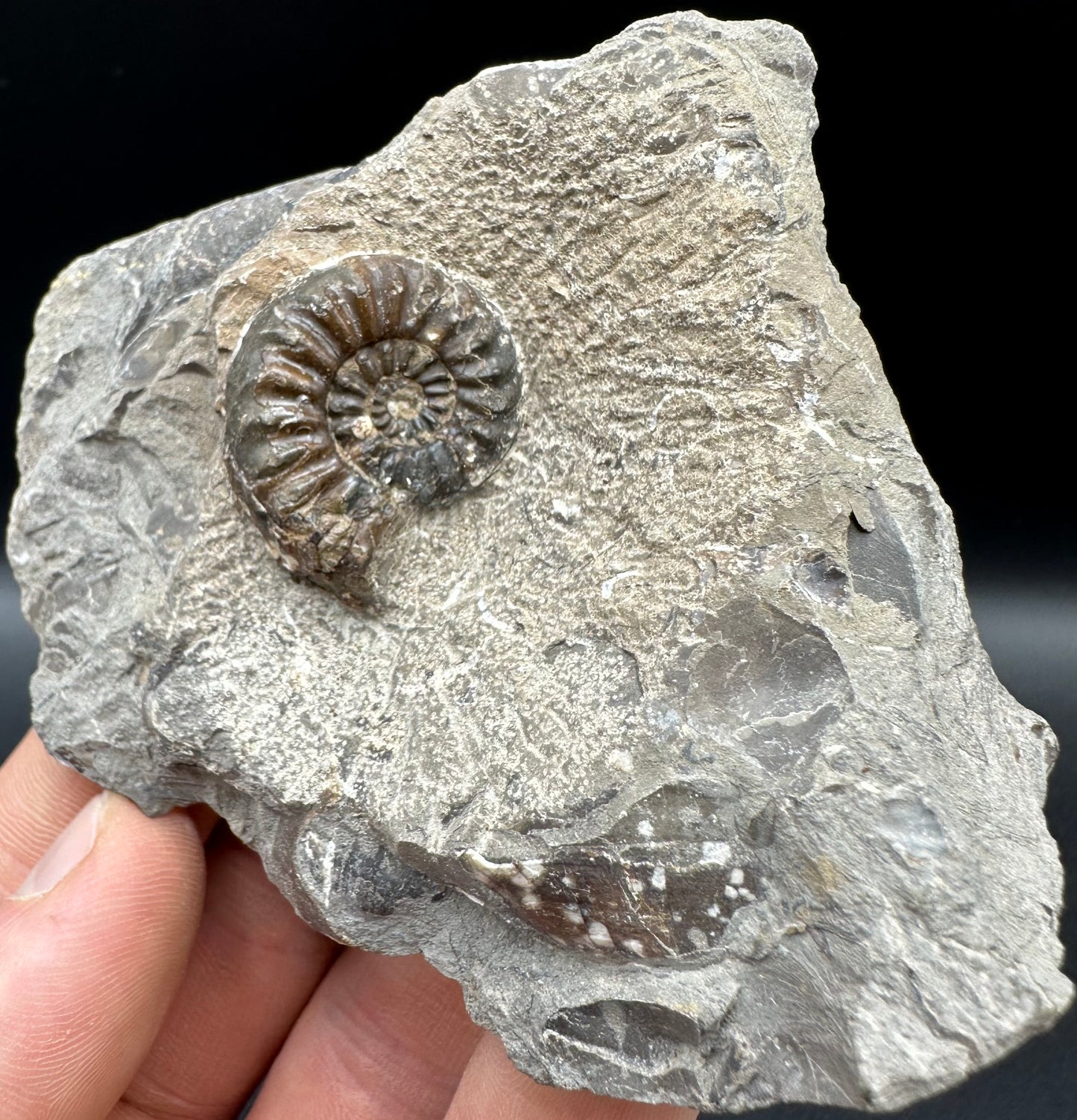 Amaltheus subnodosus Ammonite fossil with box and stand - Whitby, North Yorkshire Jurassic Coast Yorkshire Fossils