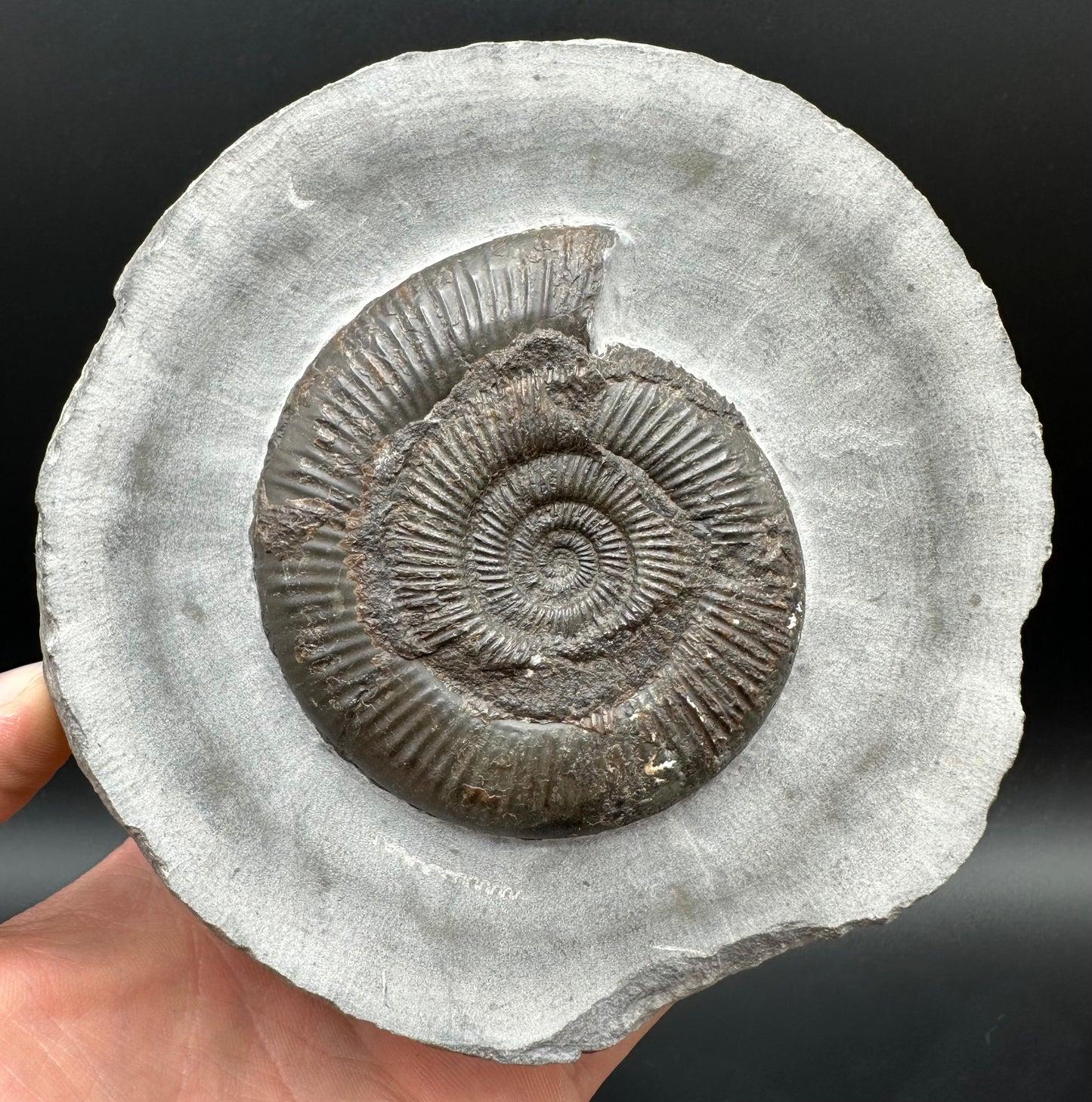 Dactylioceras semicelatum Ammonite fossil with stand - Whitby, North Yorkshire Jurassic Coast Yorkshire Fossils