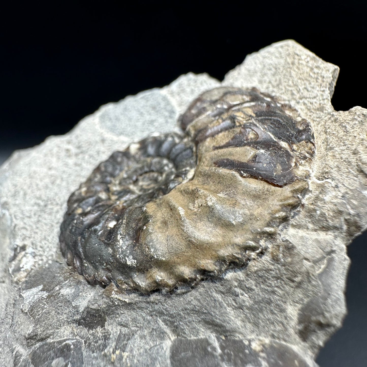 Amaltheus subnodosus Ammonite fossil with box and stand - Whitby, North Yorkshire Jurassic Coast Yorkshire Fossils
