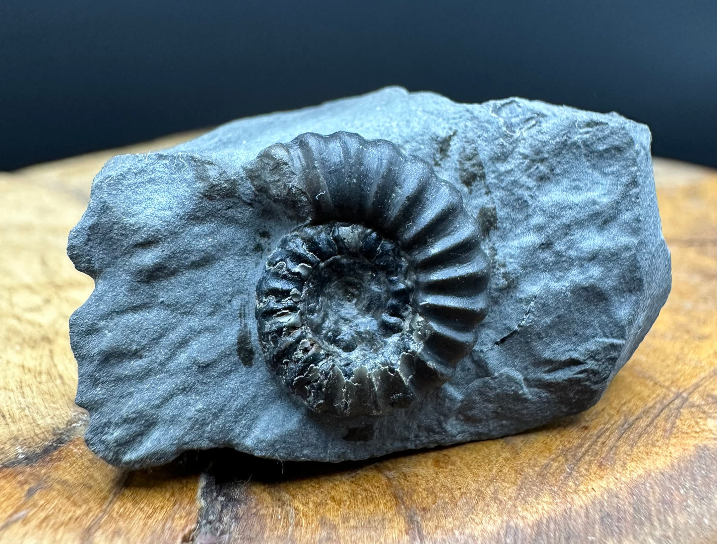 Promicroceras ammonite shell fossil with box and stand - Whitby, North Yorkshire Jurassic Coast Yorkshire Fossils