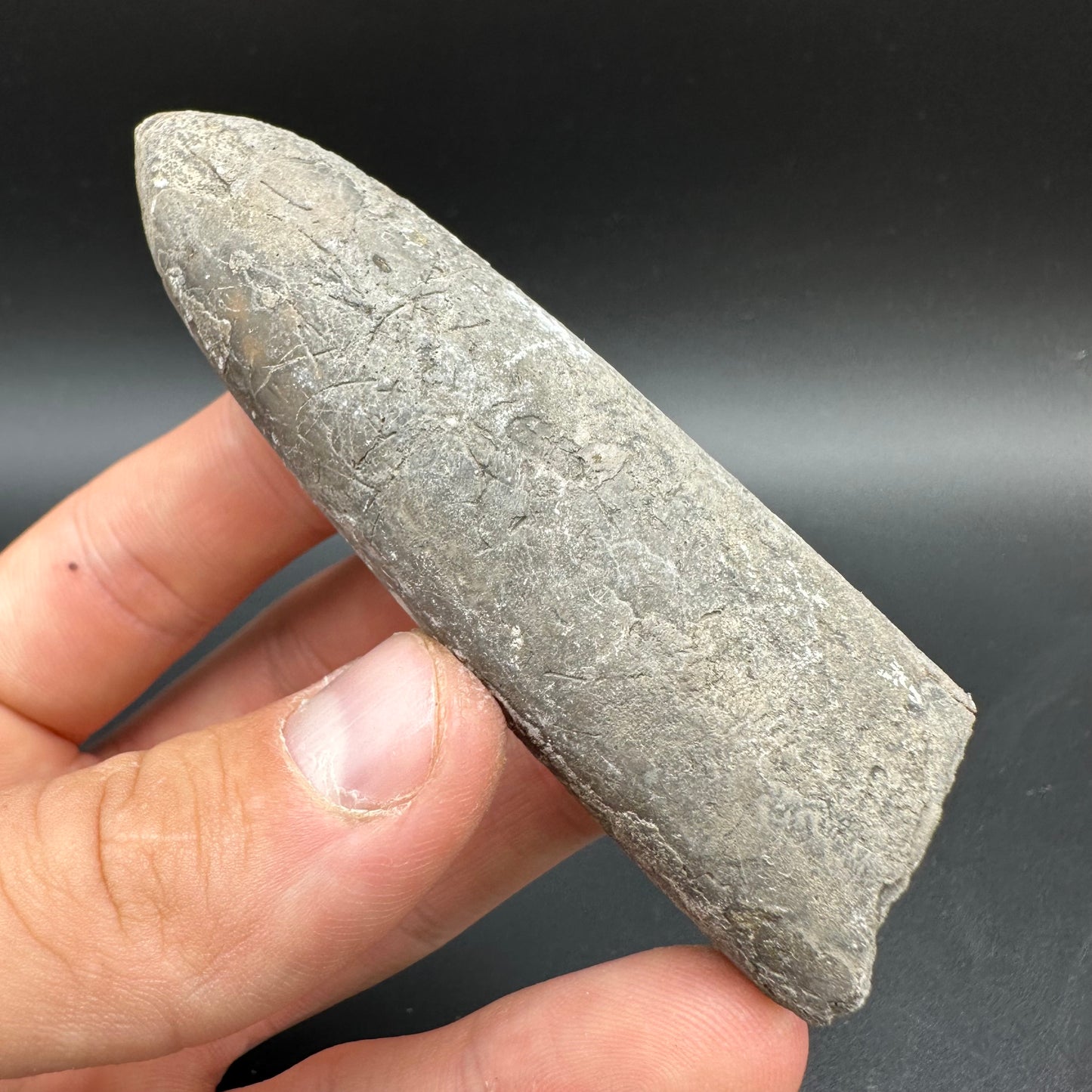 Belemnite (Fossil Squid) shell fossil with box and stand - Whitby, North Yorkshire Jurassic Coast Yorkshire Fossils