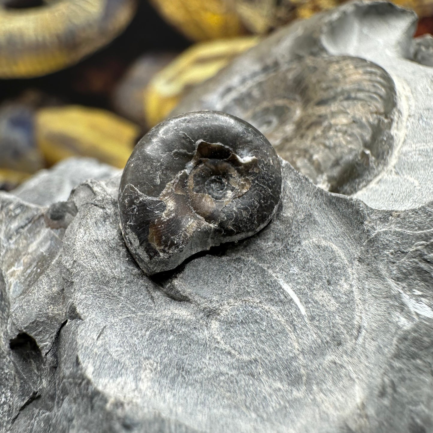 Grammoceras thoaurense ammonite shell fossil - Whitby, North Yorkshire