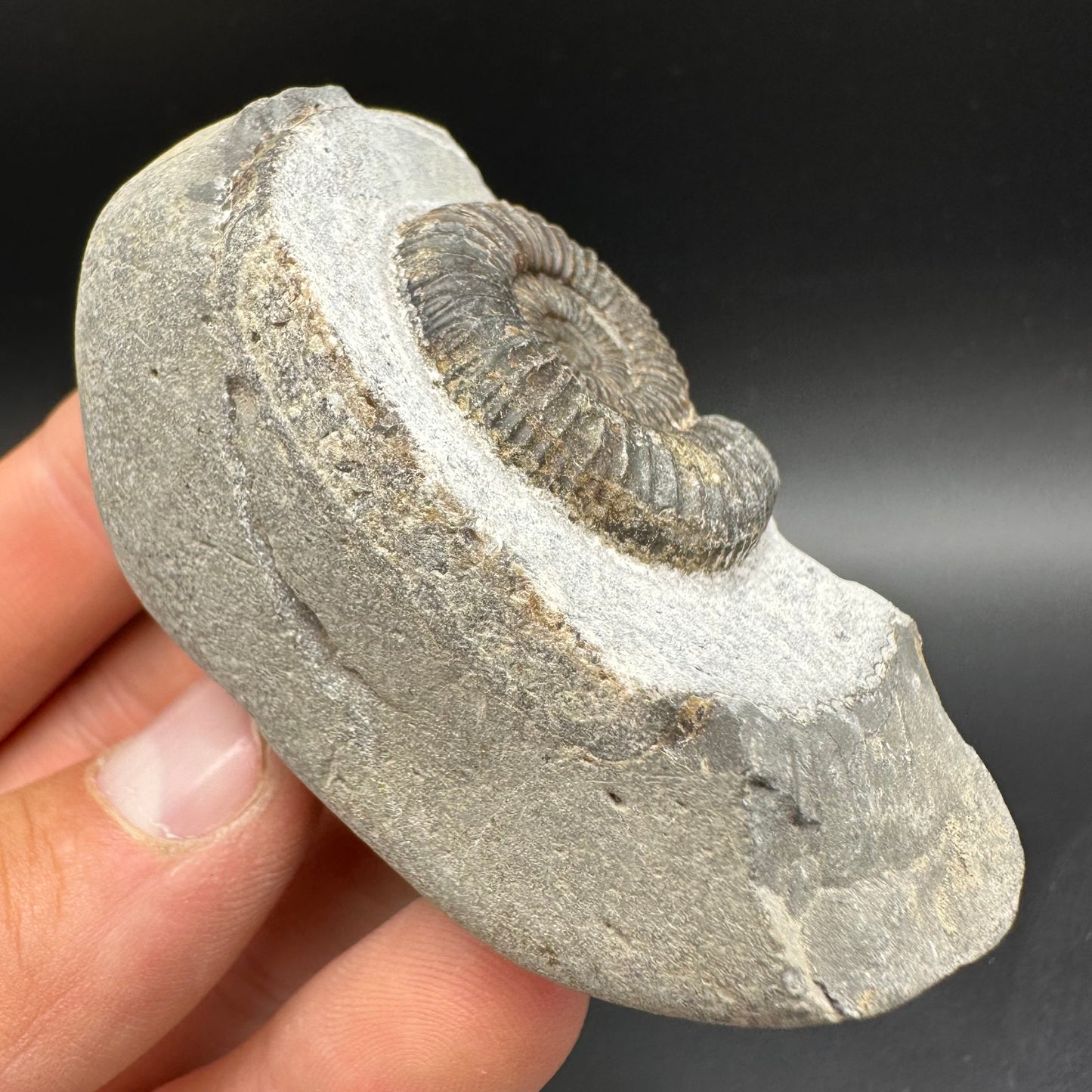 Dactylioceras Ammonite Fossil With Box And Stand - Whitby, North Yorkshire Jurassic Coast Yorkshire Fossils