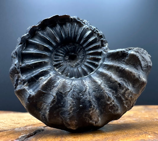 Aegasteroceras sagittarium ammonite fossil with box and stand - Whitby, North Yorkshire Jurassic Coast Yorkshire Fossils
