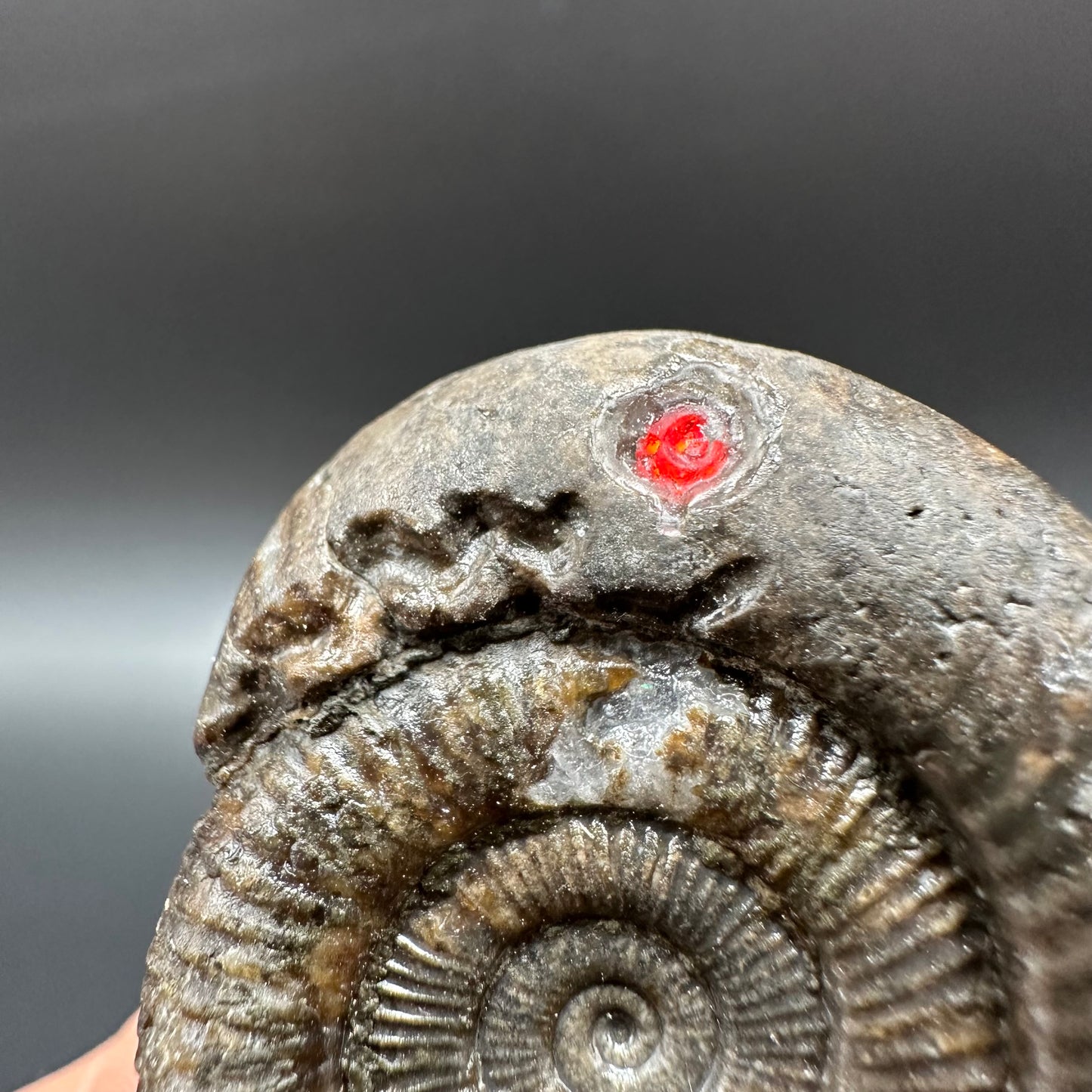 Snakestone Ammonite Fossil With Bag/Box And Stand - Whitby, North Yorkshire Jurassic Coast Yorkshire Fossils