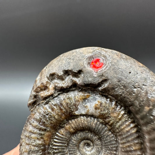 Snakestone Ammonite Fossil With Bag/Box And Stand - Whitby, North Yorkshire Jurassic Coast Yorkshire Fossils