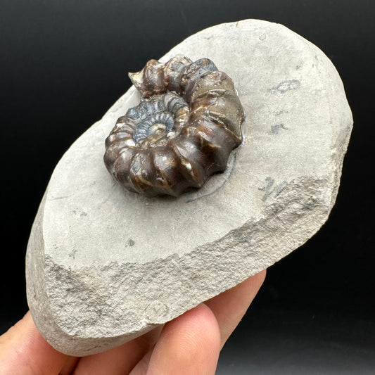 Androgynoceras maculatum ammonite fossil with stand - Whitby, North Yorkshire Jurassic Coast Yorkshire Fossils