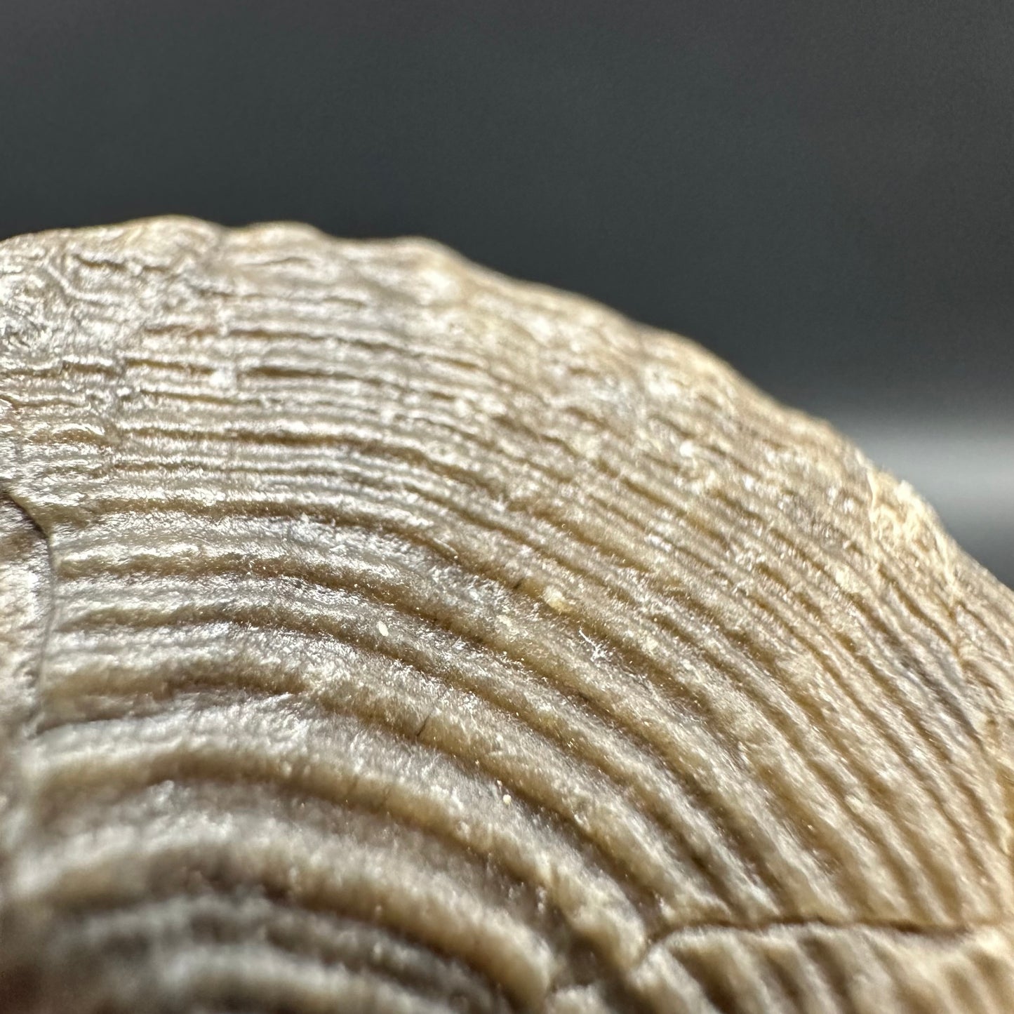 Gastropod Shell Fossil With Box And Stand - Whitby, North Yorkshire, Jurassic Coast, Yorkshire Fossils