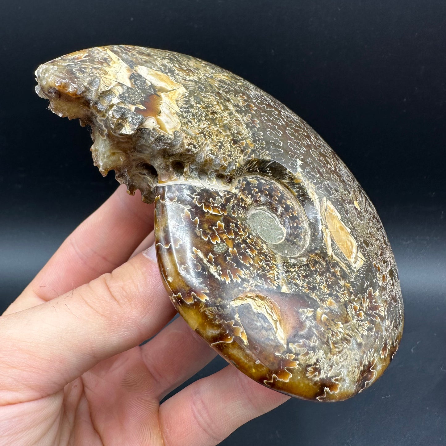 Cleoniceras Ammonite Fossil With Box And Stand - Cretaceous Ammonite Madagascar