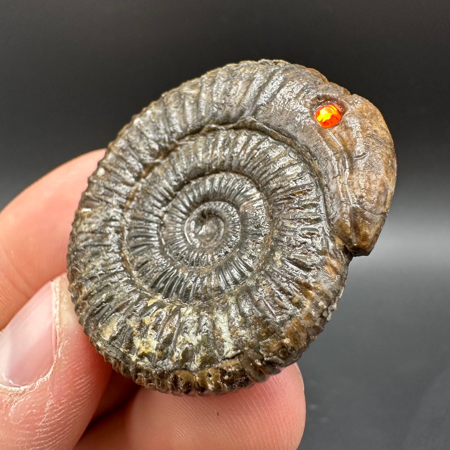 Snakestone Ammonite Fossil With Bag/Box And Stand - Whitby, North Yorkshire Jurassic Coast Yorkshire Fossils