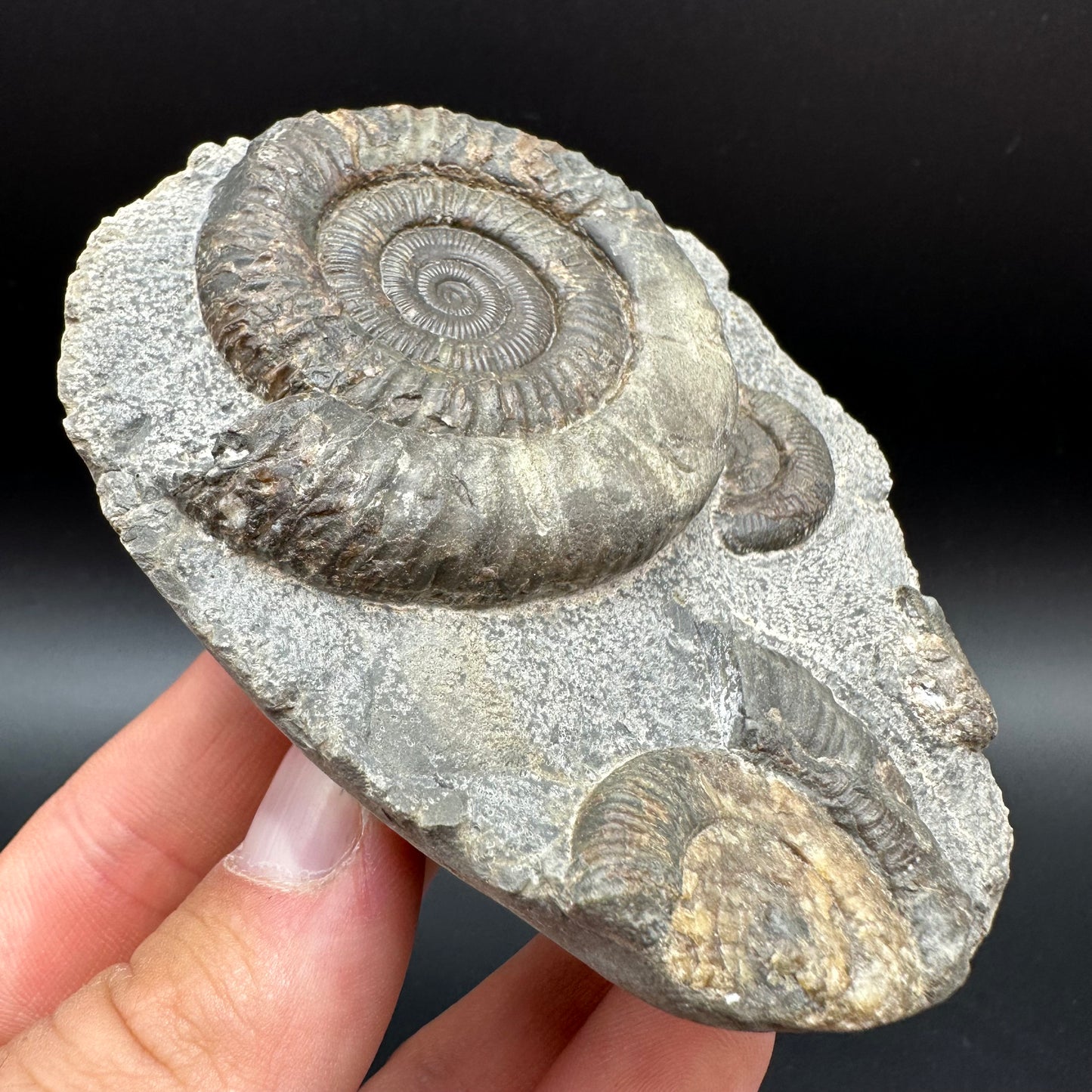 Dactylioceras Ammonite Fossil With Box And Stand - Whitby, North Yorkshire Jurassic Coast Yorkshire Fossils