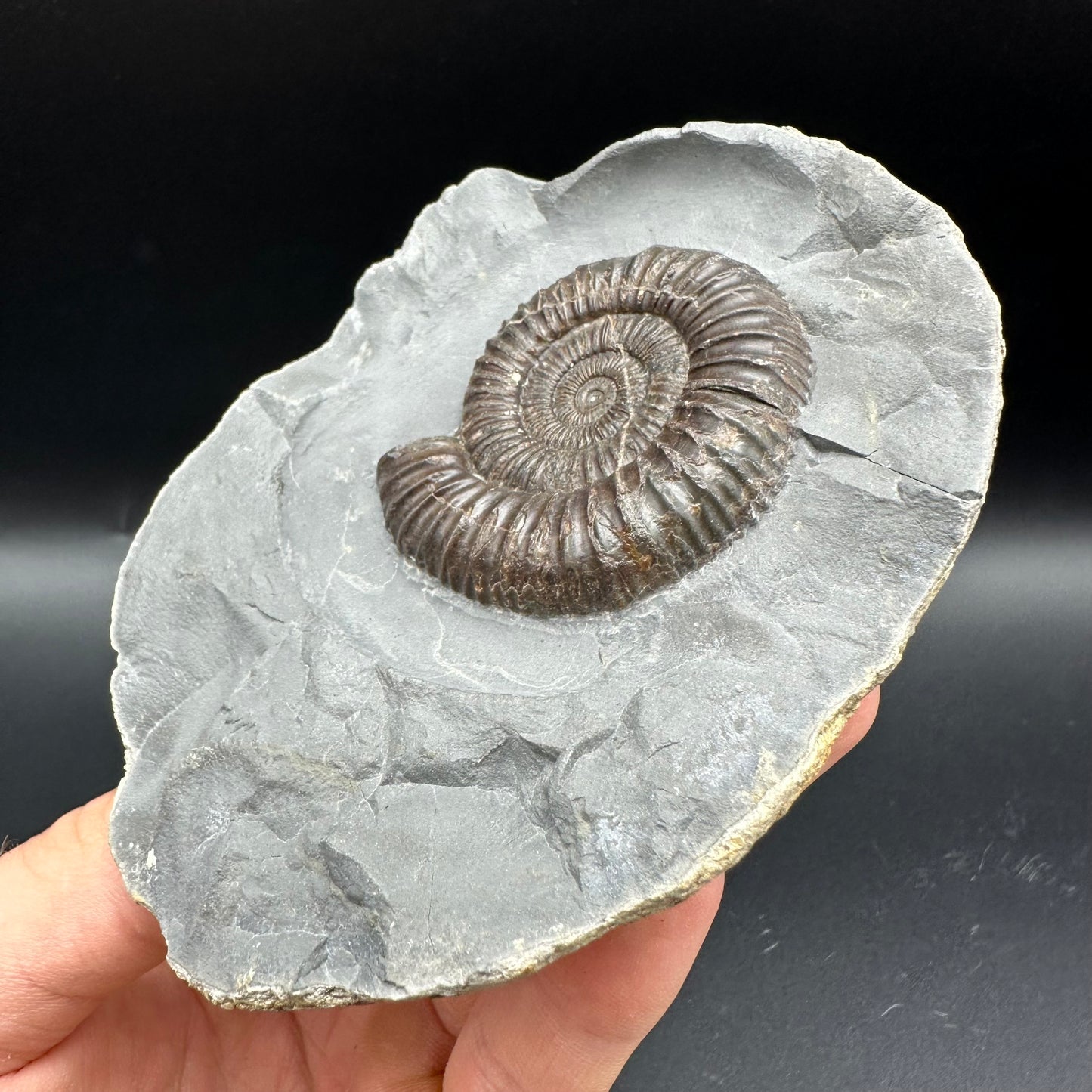 Dactylioceras Ammonite nodule (split pair) Fossil With Stand - Whitby, North Yorkshire Jurassic Coast Yorkshire Fossils