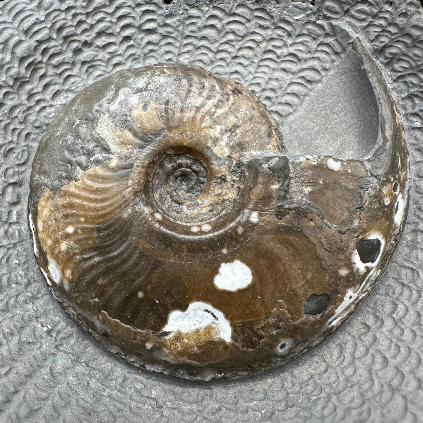 Eleganticeras Elegantulum ammonite with box and stand - Whitby, North Yorkshire Jurassic Coast, Yorkshire Fossils