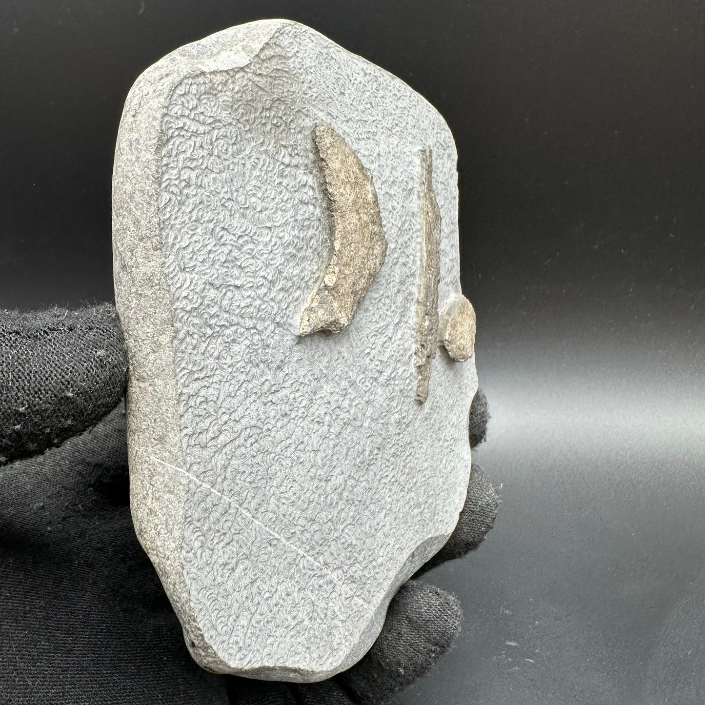 Gyrosteus Fish Bone fossil - Whitby, North Yorkshire, Jurassic Coast, Yorkshire Fossils