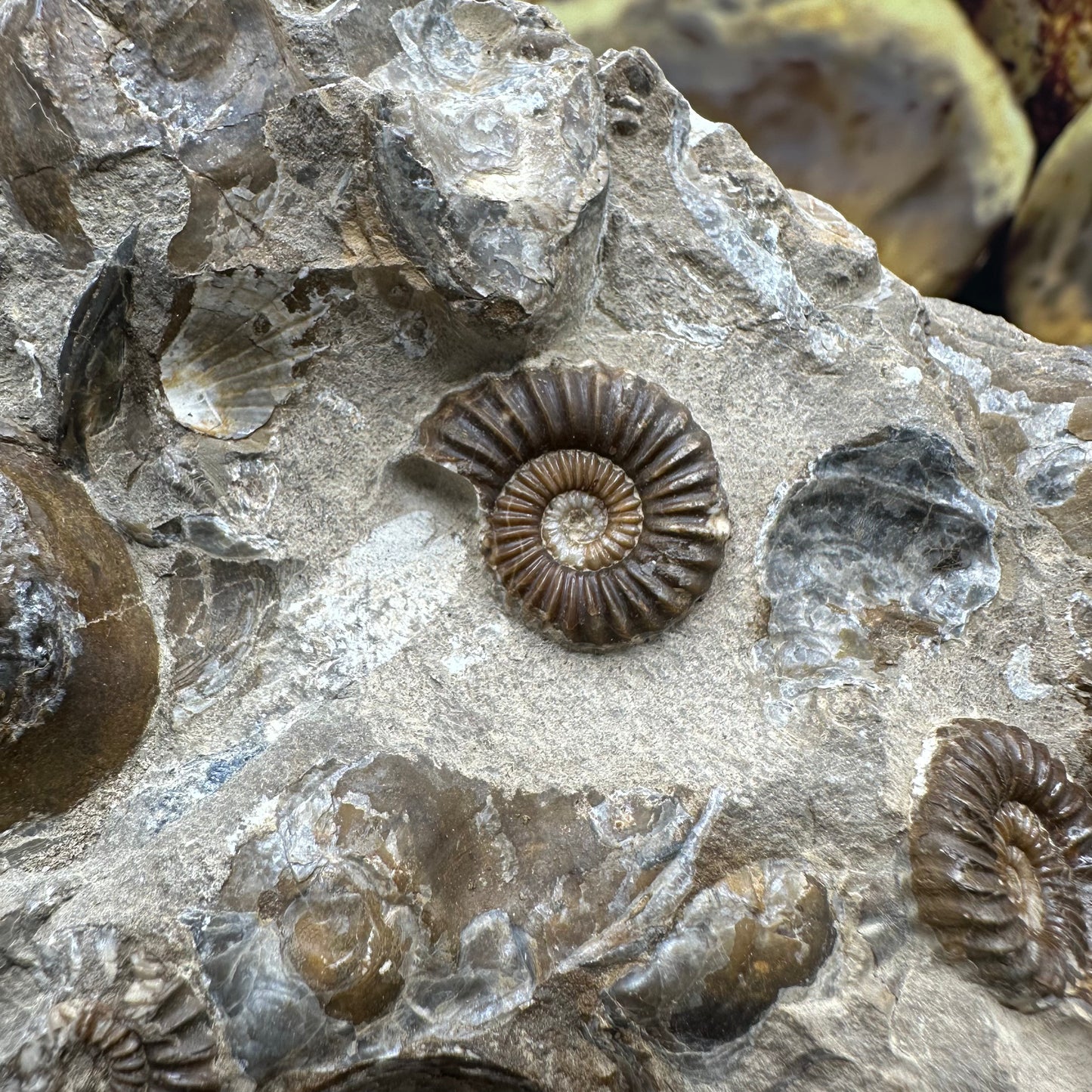 Androgynoceras Capricornus ammonite fossil - Whitby, North Yorkshire Jurassic Coast Yorkshire Fossils