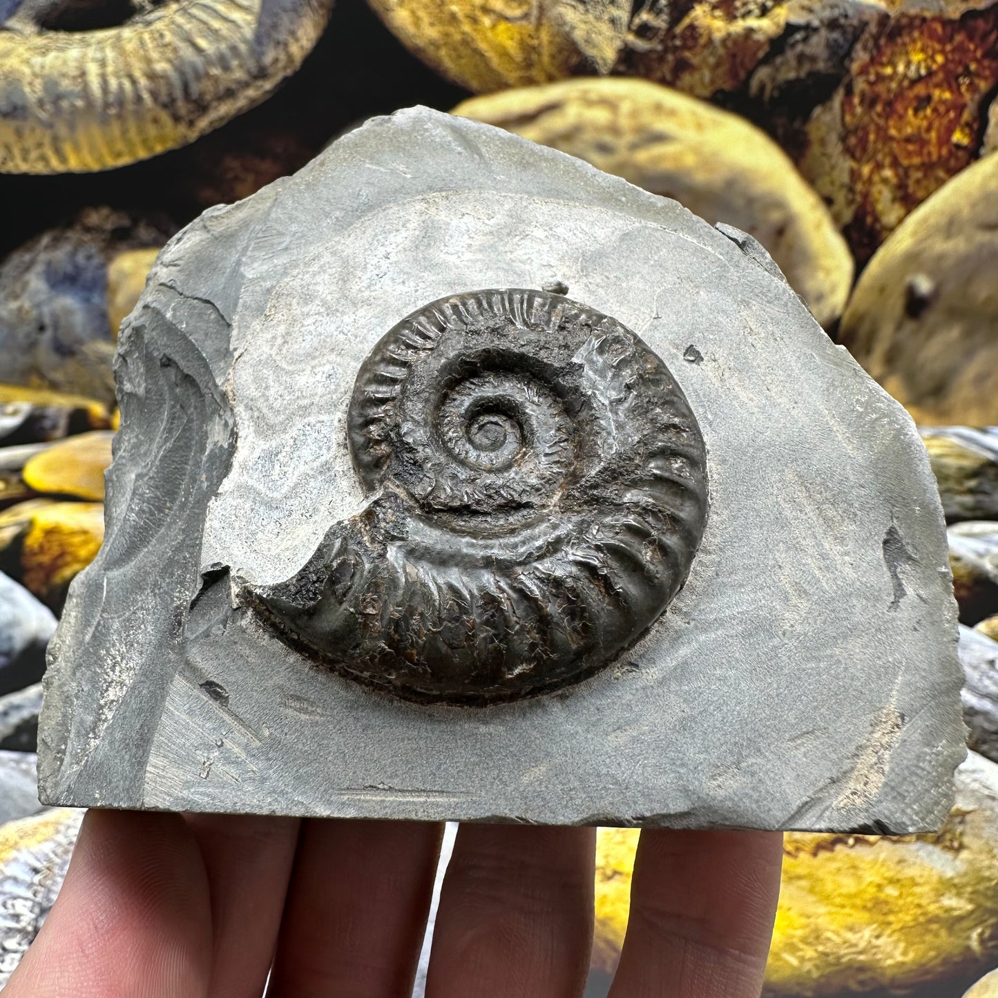 Hildoceras lusitanicum ammonite fossil - Whitby, North Yorkshire, Jurassic Coast, Yorkshire Fossils