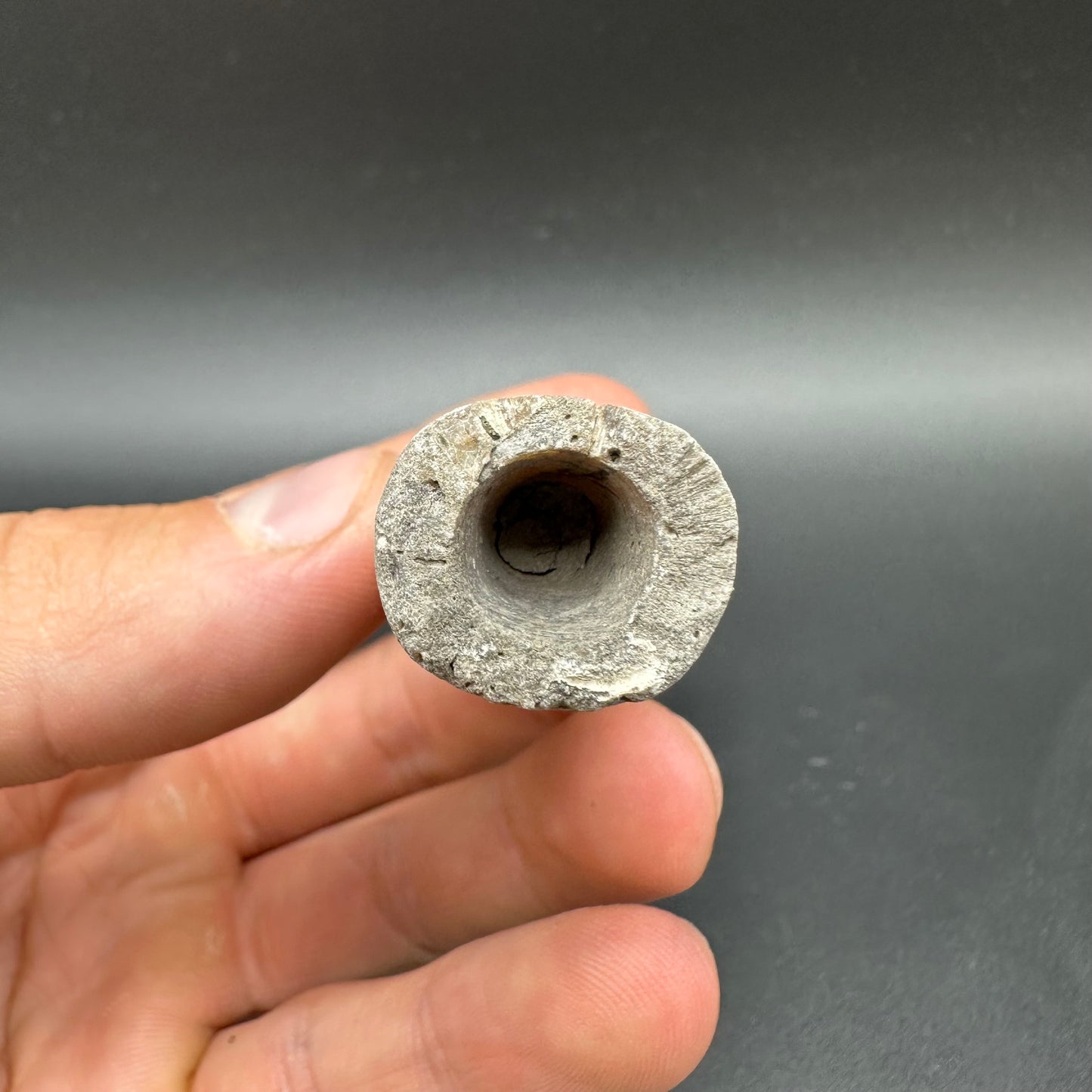 Belemnite (Fossil Squid) shell fossil with box and stand - Whitby, North Yorkshire Jurassic Coast Yorkshire Fossils