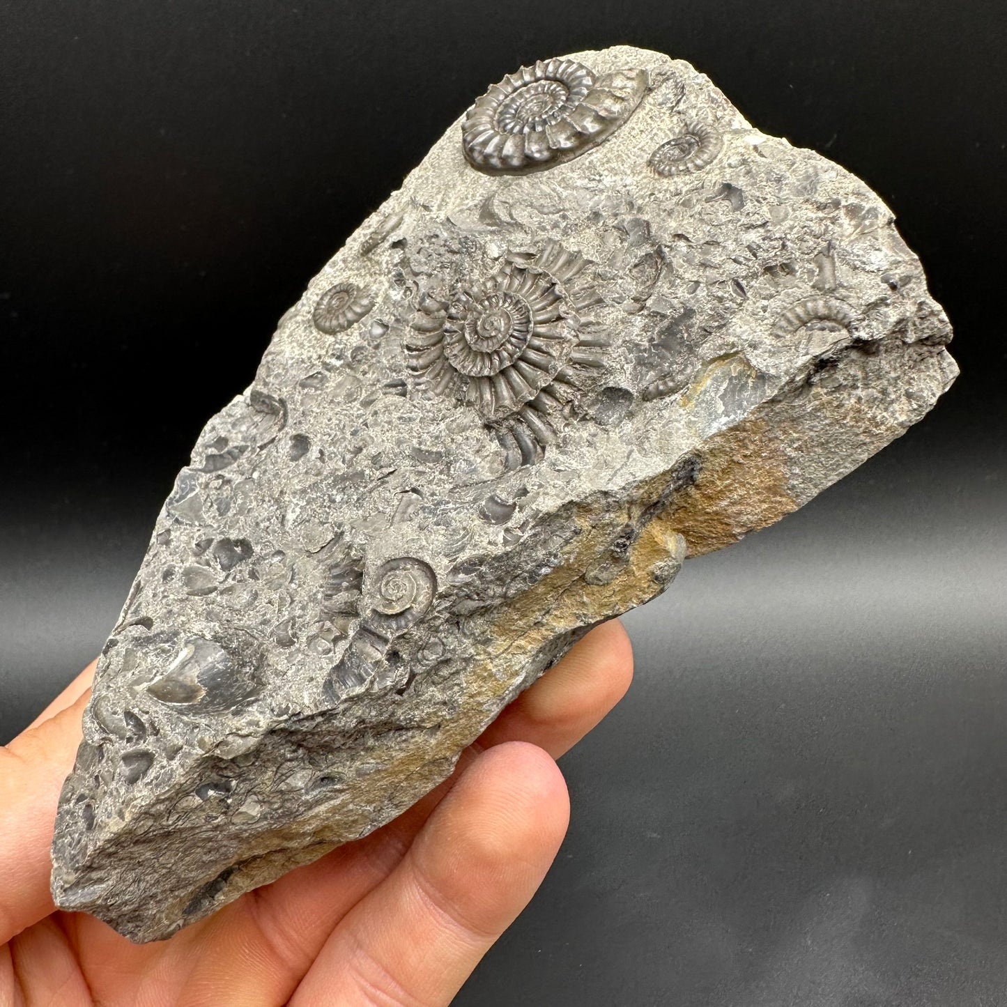 Arnioceras ammonite shell fossil with box and stand - Whitby, North Yorkshire Jurassic Coast Yorkshire Fossils