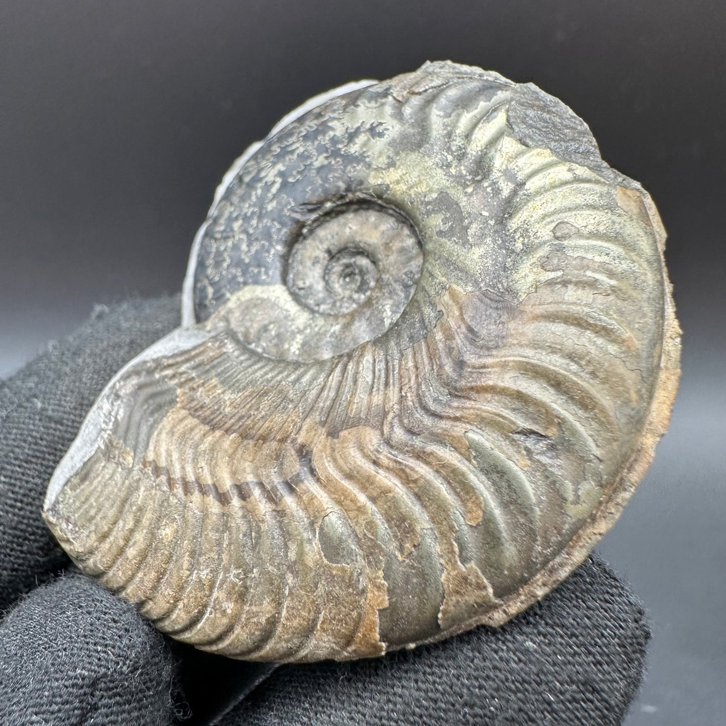 Golden Harpoceras Sp. Ammonite fossil with box and stand - Whitby, North Yorkshire Jurassic Coast Yorkshire Fossils