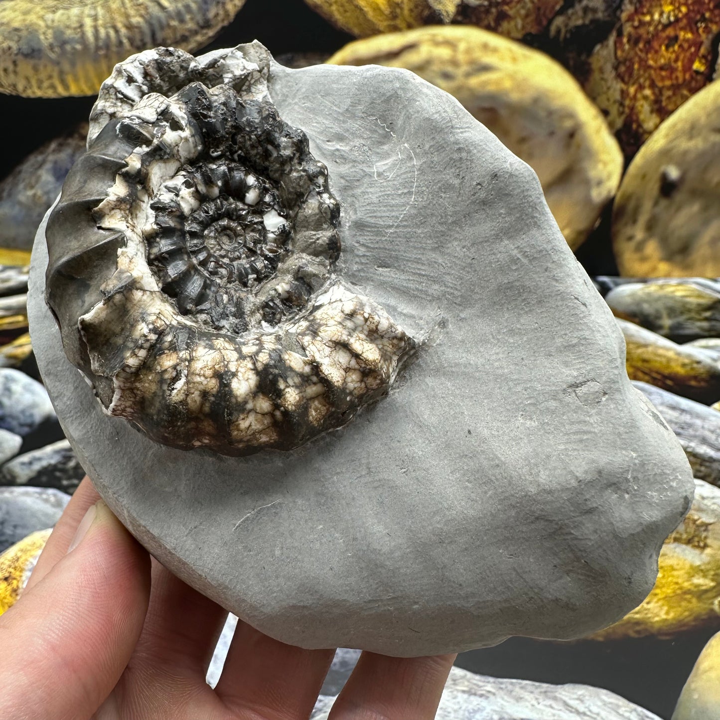 Androgynoceras maculatum ammonite fossil - Whitby, North Yorkshire Jurassic Coast Yorkshire Fossils