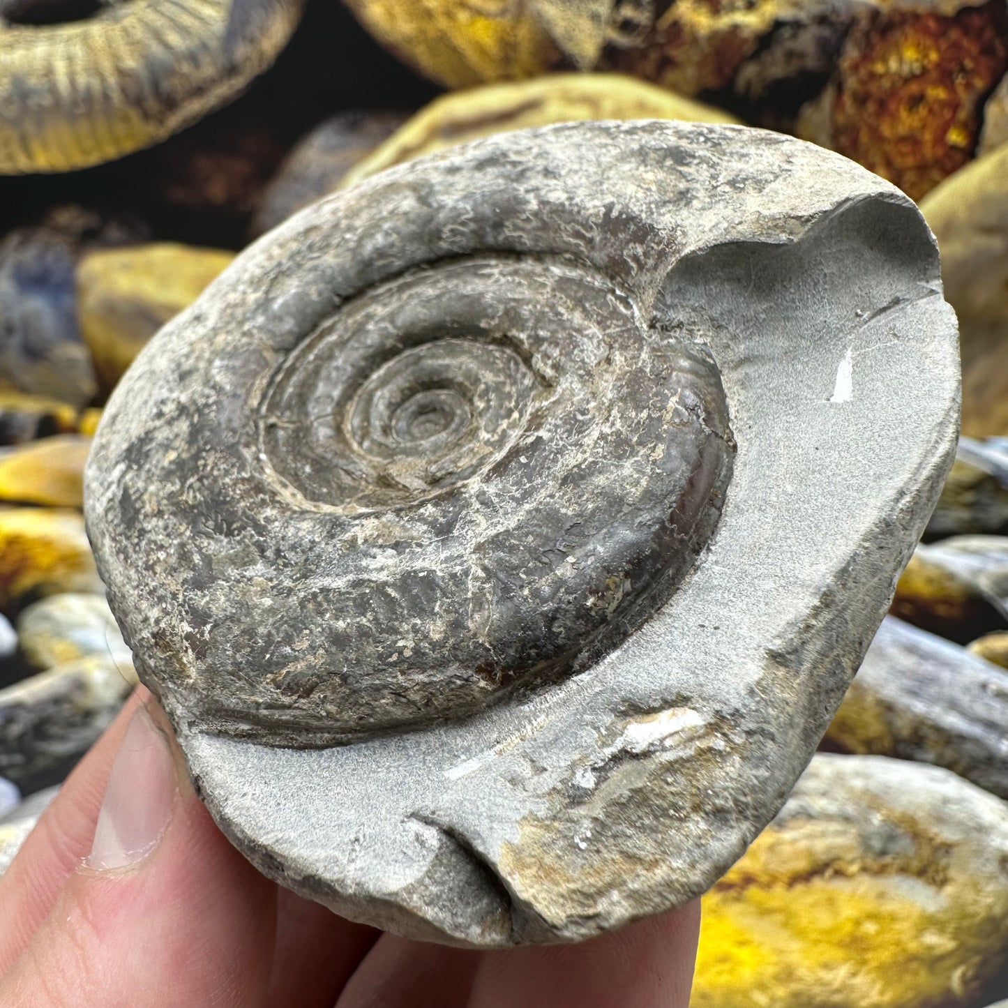 Hildoceras Bifrons ammonite fossil - Whitby, North Yorkshire Jurassic Coast